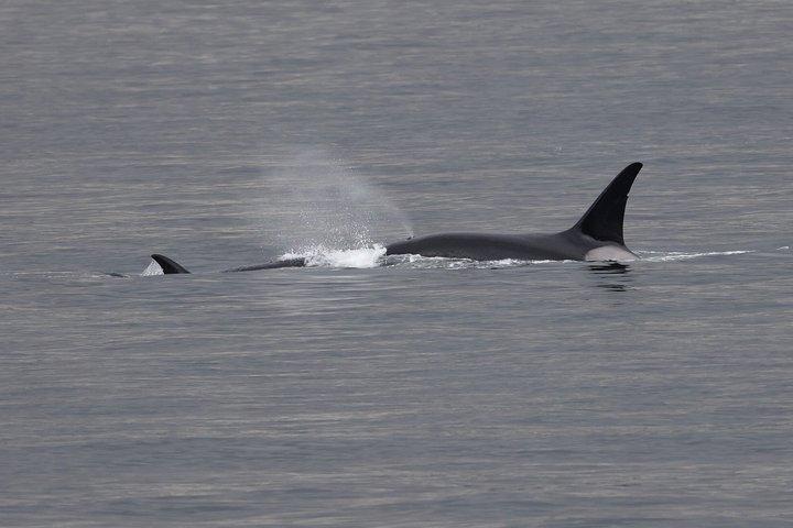 クジラとランチ! ケチカンのプレミア海洋哺乳類観察ツアー
