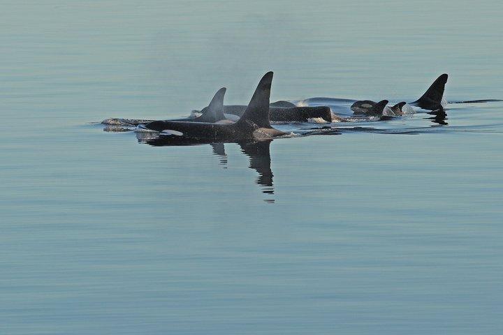 クジラとランチ! ケチカンのプレミア海洋哺乳類観察ツアー