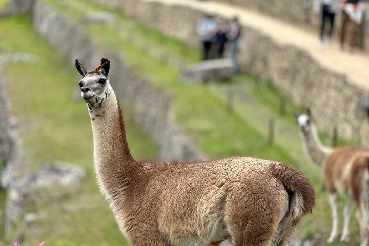 MACHU PICCHU: Privégidsservice van 3 uur