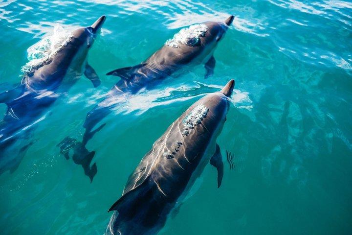 Key West: croisière d'observation des dauphins et plongée en apnée bière et soda à volonté