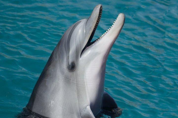 Key West: Delfinskådningskryssning och snorkling obegränsat med öl och läsk