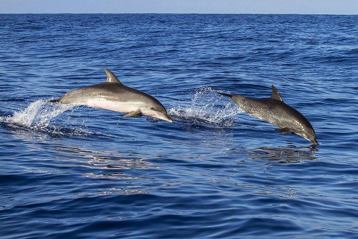 Key West: Dolphin Watching cruise & Snorkeling unlimited beer & soda