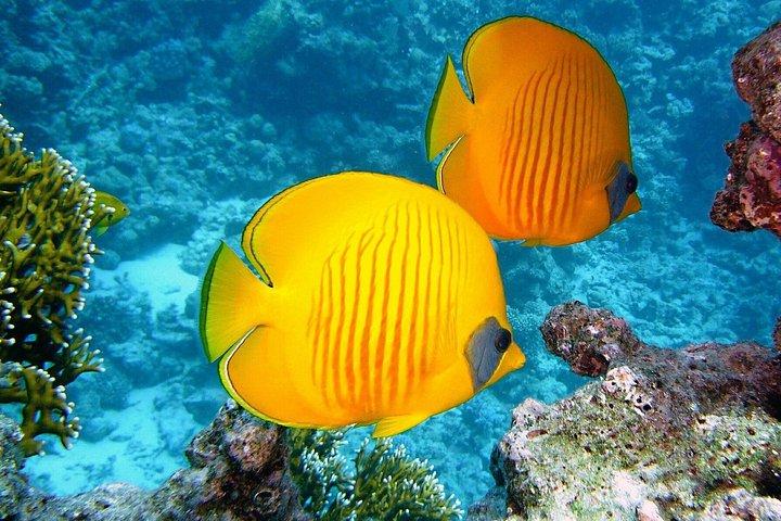 Key West: Dolphin Watching cruise & Snorkeling unlimited beer & soda