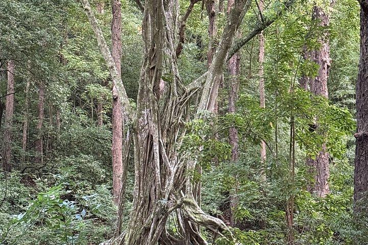 Hike for Longevity & Nature Connection