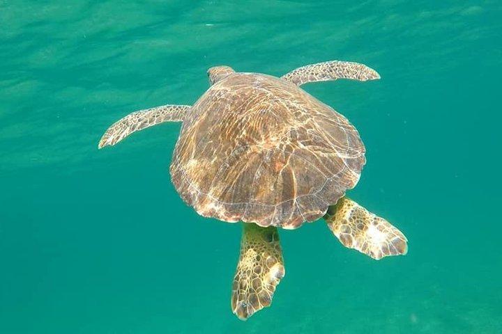 Lauderdale by the Sea Datura Reef Snorkel Tour