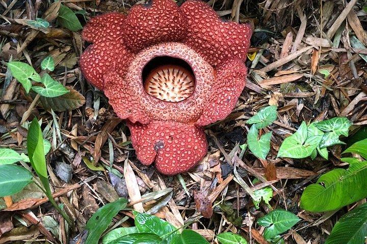 Kinabalu Park & Poring Hot Spring Tour