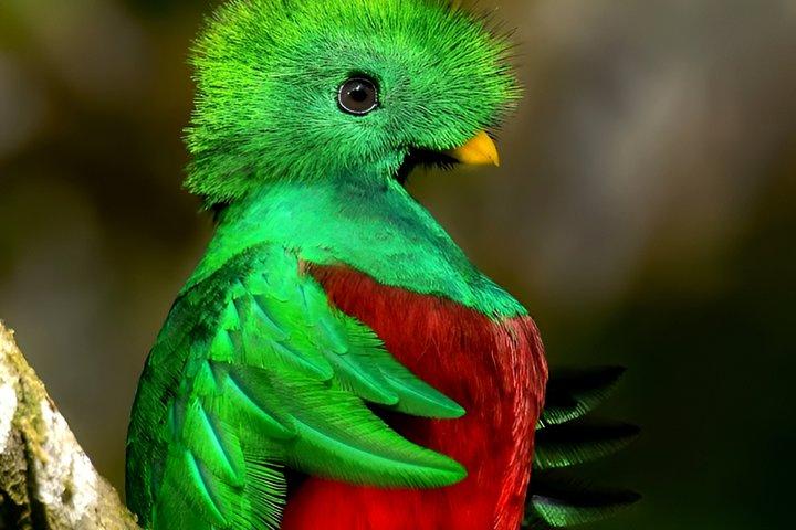 Birdwatching Tour in Curicancha Cloud Forest