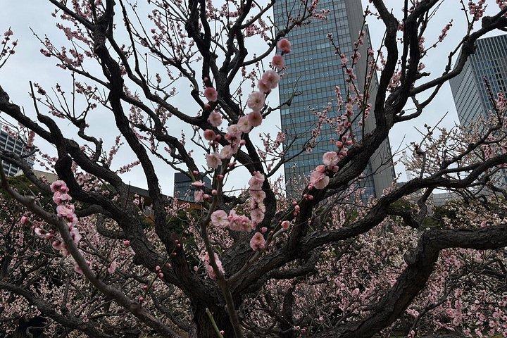 東京文化財庭園 幕府から近代日本へ