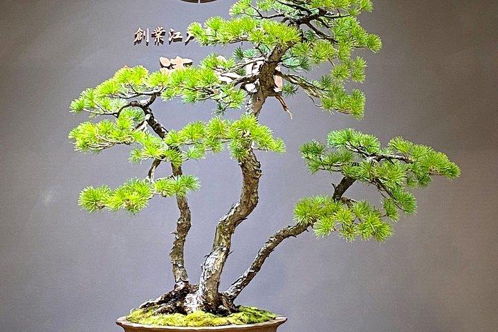 Authentic Bonsai Art Workshop in Tokyo
