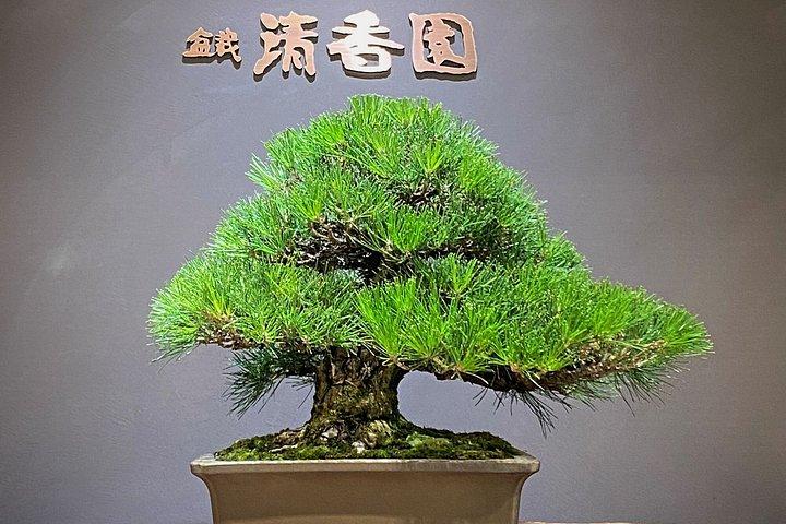 Authentic Bonsai Art Workshop in Tokyo