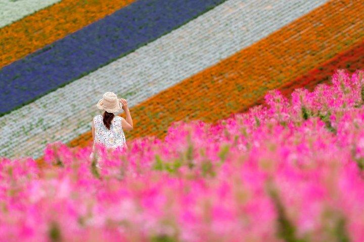 札幌からの美瑛の季節のハイライト日帰り旅行