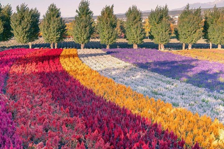 札幌からの美瑛の季節のハイライト日帰り旅行