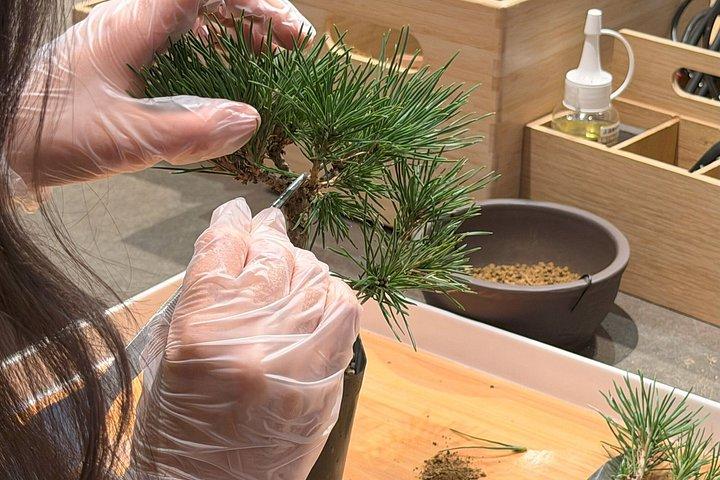 Authentic Bonsai Art Workshop in Tokyo