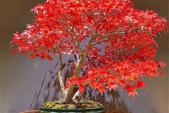 Authentic Bonsai Art Workshop in Tokyo