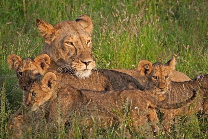 Samburu Game Reserve e Ol Pejeta Conservancy 4 giorni di esperienza