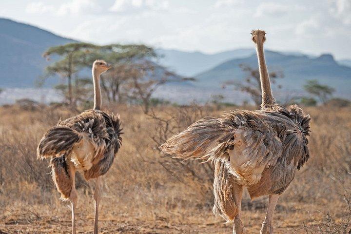 サンブル保護区＆オル・ペジェタ・コンサーバンシー4日間宿泊付き