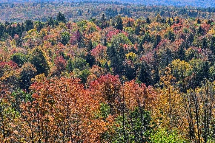 Höstlövverk Naturskön dagstur till Vermont och Western MA med stopp
