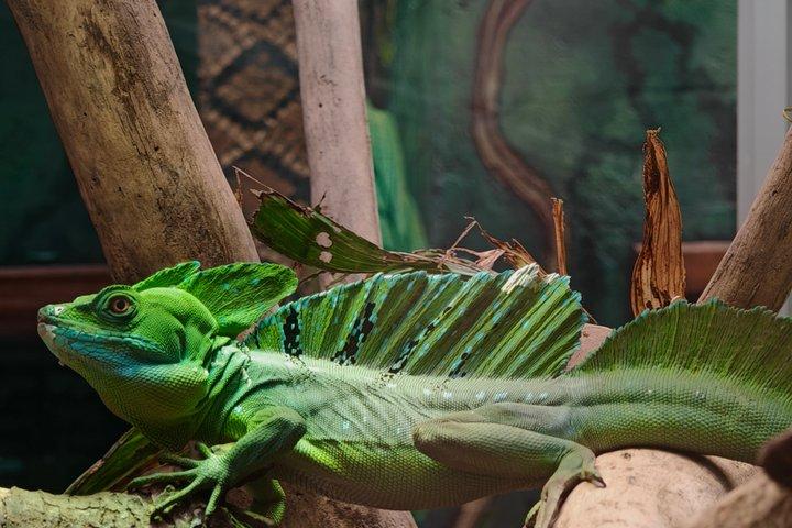 セルバトゥラパーク：モンテヴェルデのヘルペタリウムツアー