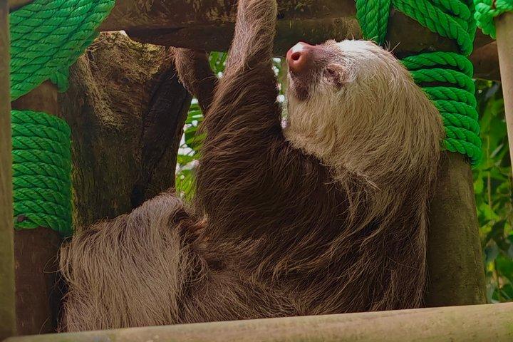 Selvatura Sloth Habitat