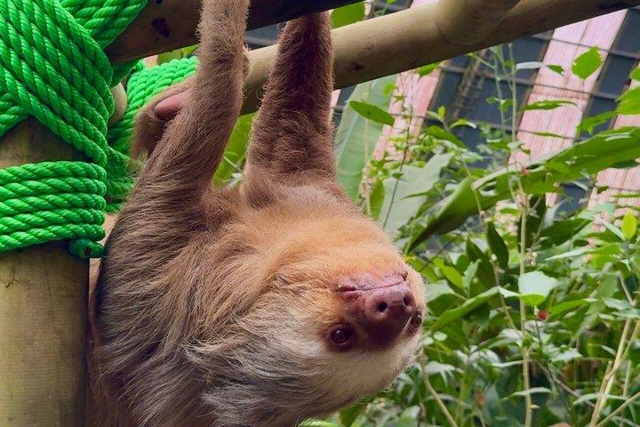 Selvatura Sloth Habitat