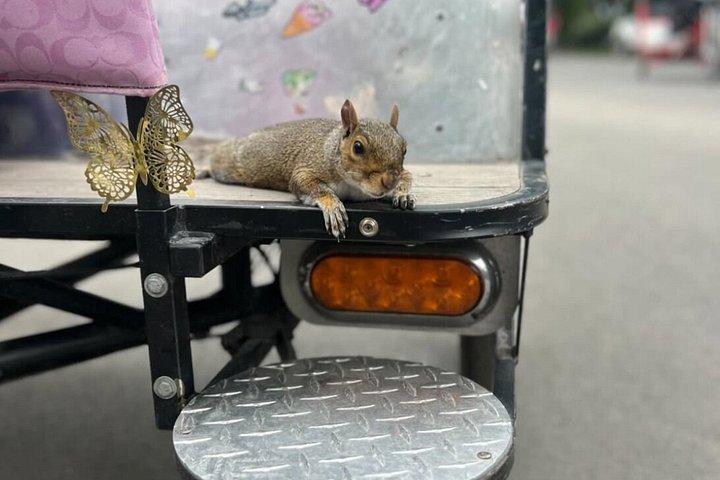 Private pedicab ture gennem Central Park i stil
