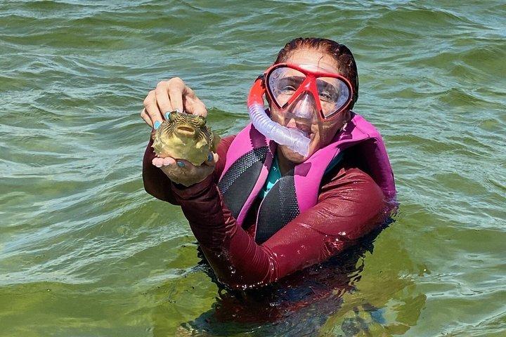 Shell Island Snorkel och delfin sightseeing