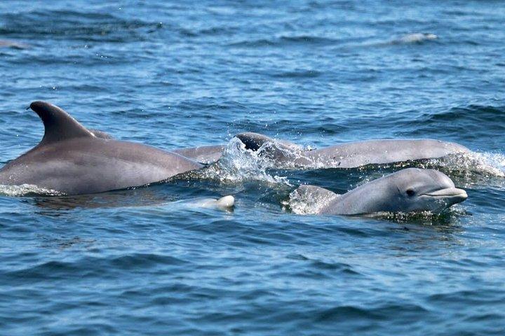 Crociera con snorkeling e delfini al tramonto