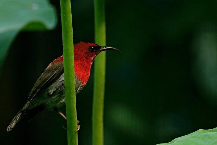 JungleWalla Sedim Rainforest and Canopy Walk (Caminhada por Canopy)