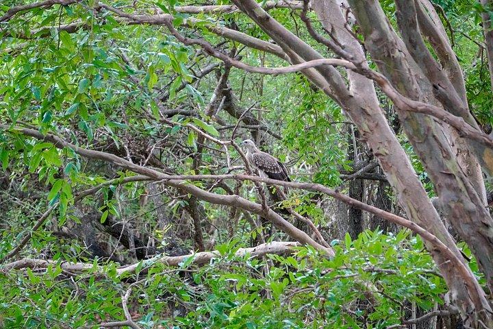 ミネリヤ国立公園でのプライベートジープサファリで象を見る