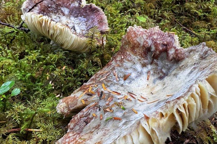 Small-Group Rainforest Hiking Adventure- Ketchikan Excursion