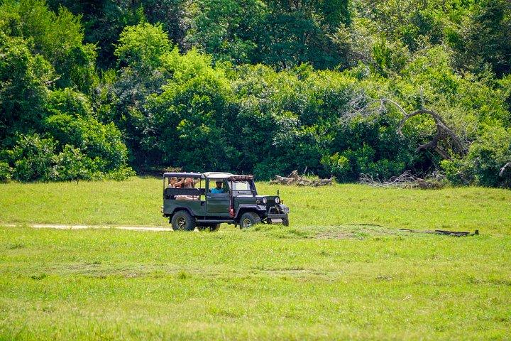 ミネリヤ国立公園プライベートジープサファリ（エキスパートガイド付き）