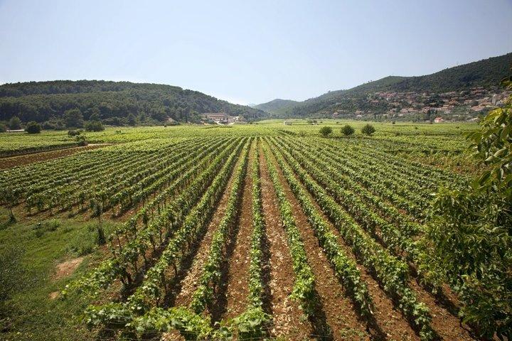 Korcula Vintur Provning av lokala sorter med traditionella bitar