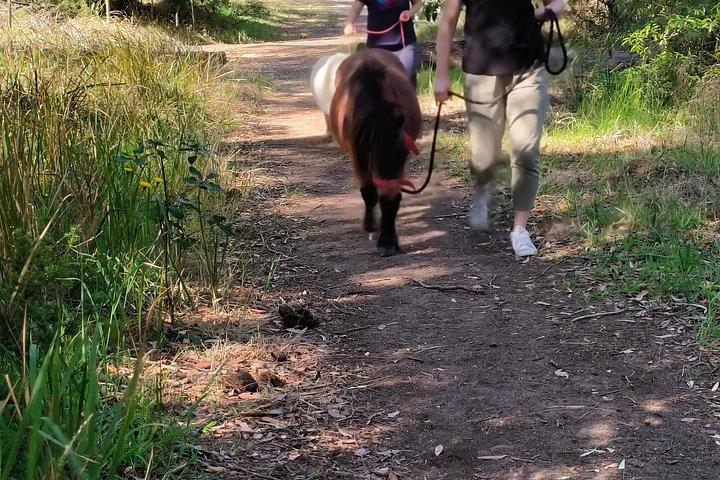 Pony-wandelavontuur
