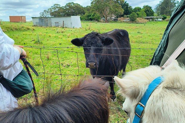 Pony-wandelavontuur