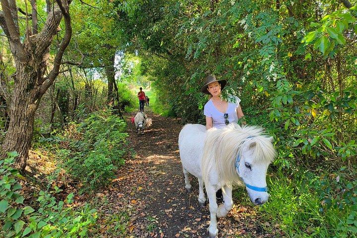 Pony-wandelavontuur