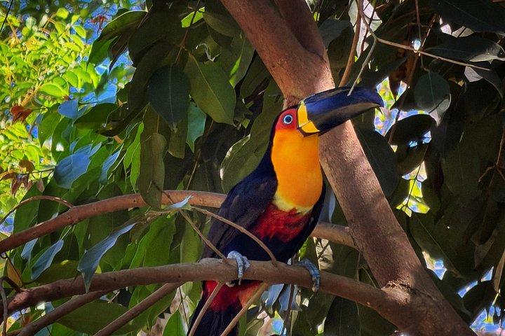 Small-Group Tijuca Forest Guided Tour