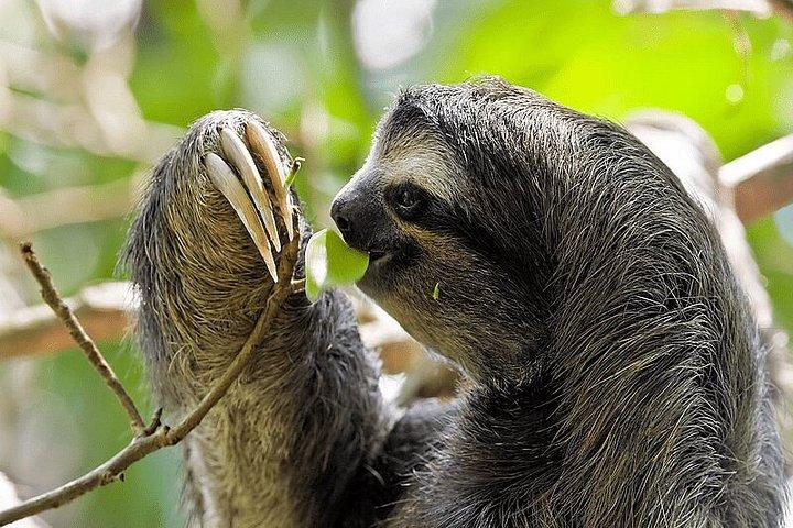 Small-Group Tijuca Forest Guided Tour