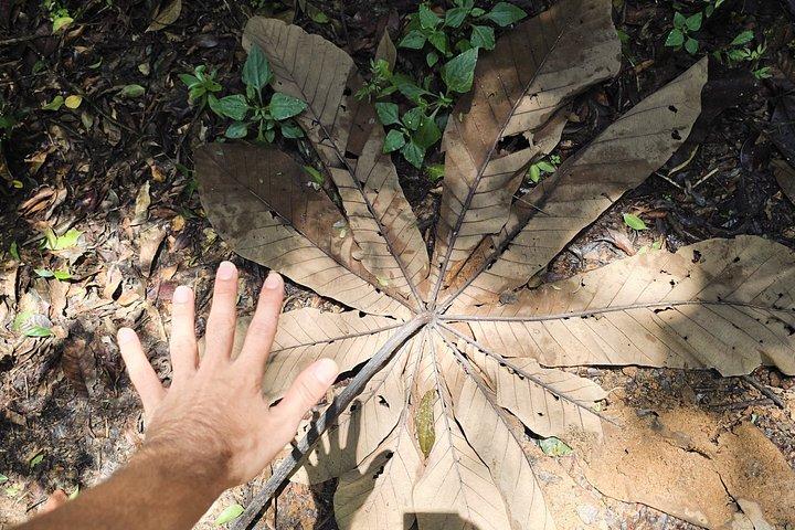 Small-Group Tijuca Forest Guided Tour