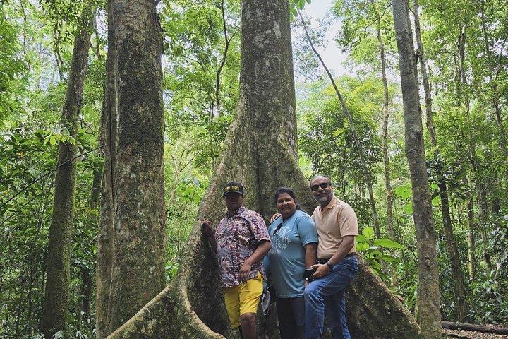 Small-Group Tijuca Forest Guided Tour