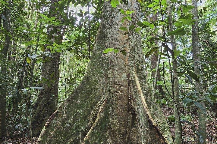 Small-Group Tijuca Forest Guided Tour