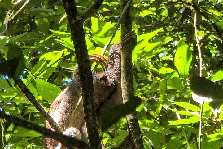 Small-Group Tijuca Forest Guided Tour