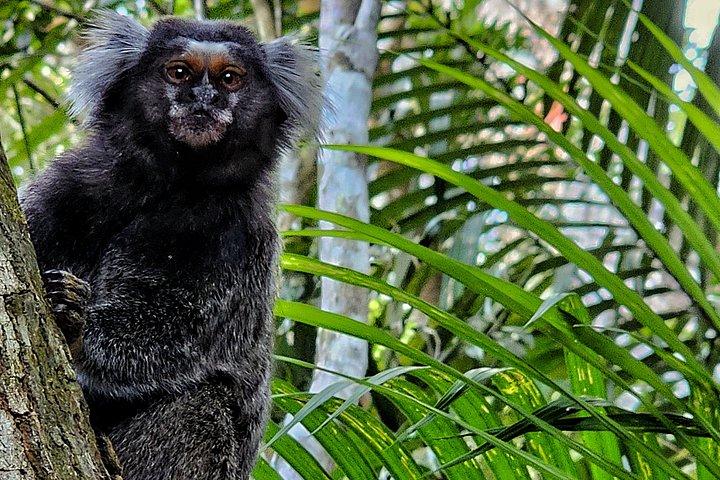 Small-Group Tijuca Forest Guided Tour