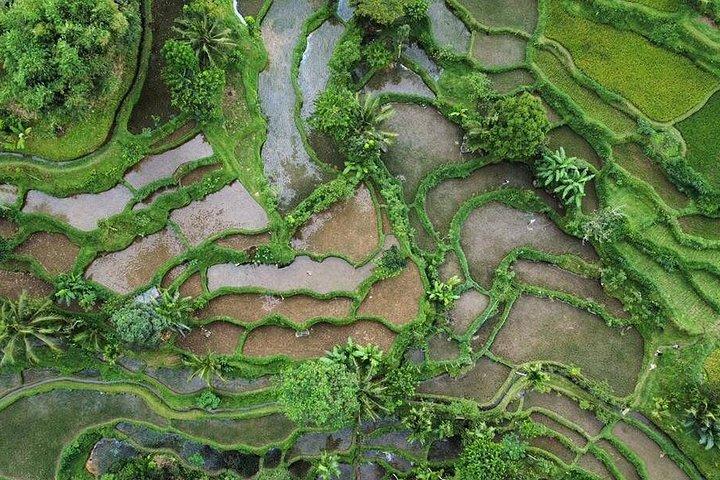 Tetebatu Private Trek Rice Fields Waterfall and Monkey Forest