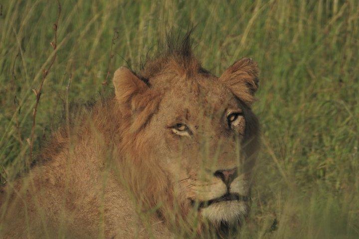 4-daagse Kruger Safari en Panorama Route Tour vanuit Johannesburg