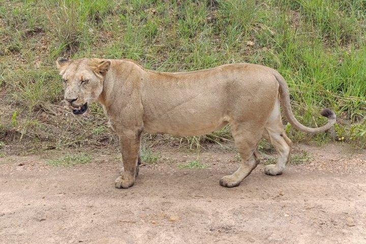 Tagesausflug nach Maasai Mara Reserve