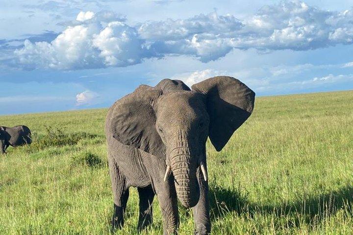 Tagesausflug nach Maasai Mara Reserve