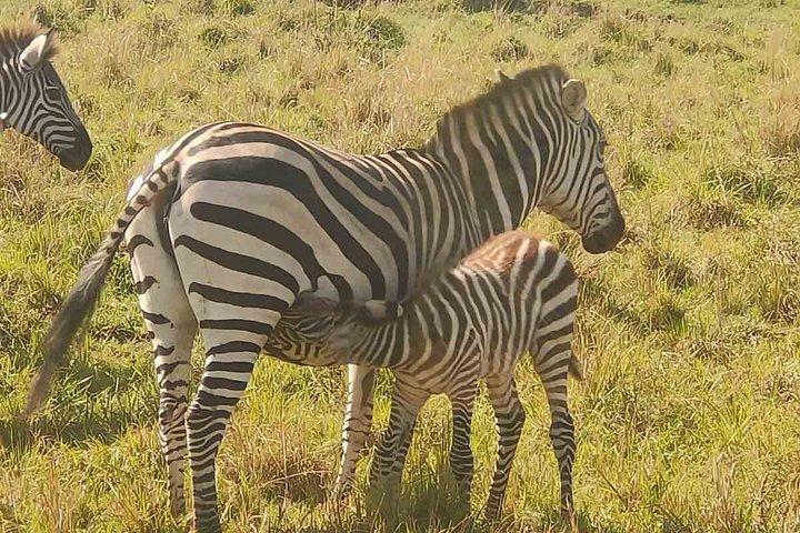 Pakkerejser til Maasai Mara Reserve