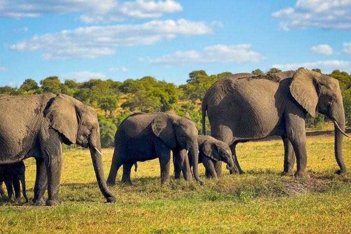 Victoria Falls Chobe Day Trip