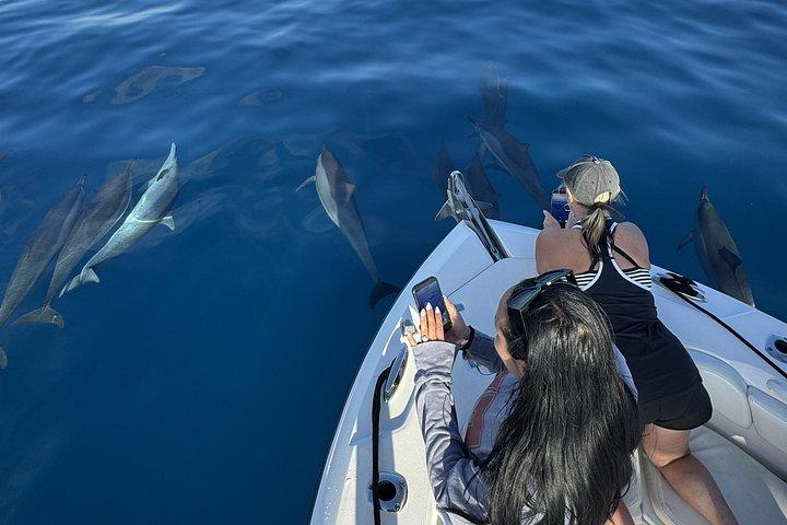 Private Whale Watching Activity: 6 passengers max