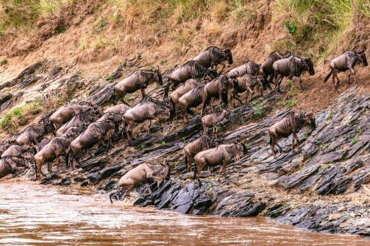 15 Days From Masai Mara National Reserve to Mombasa Beach
